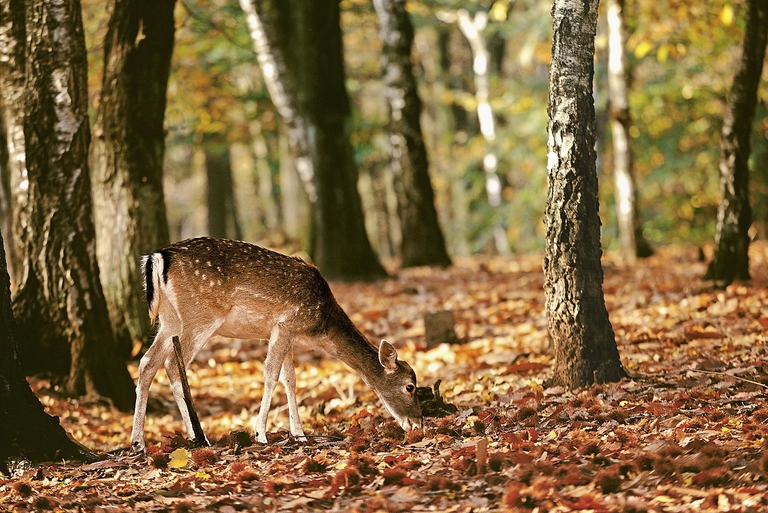 Daino nel bosco