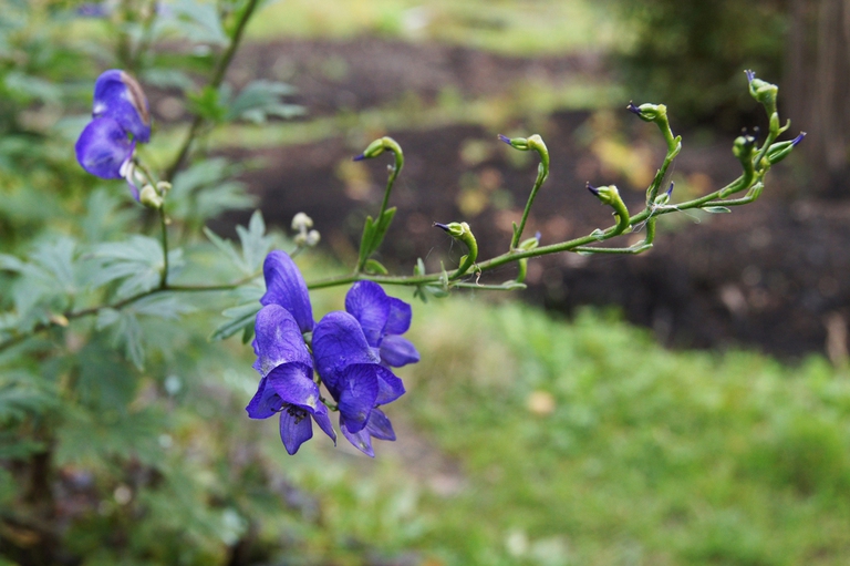 aconitum