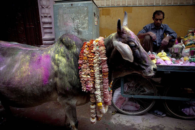 hinduism holy cows veganism in india 