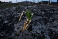 Narco-deforestazione, come la cocaina sta distruggendo le foreste dell’America centrale
