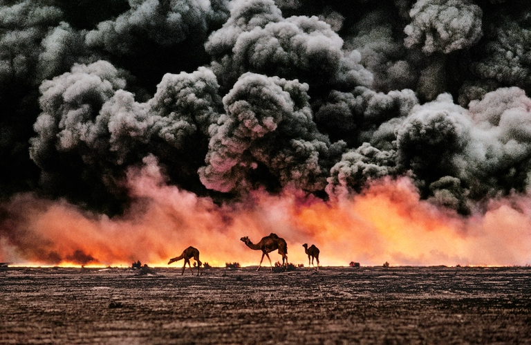 kuwait cammelli steve mccurry animals mudec milano