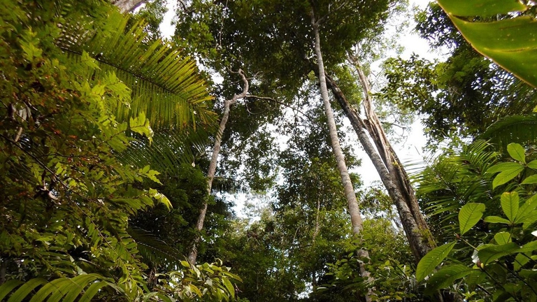 alberi ritti nell'Amazzonia