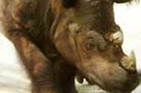 Dacci dentro rinoceronte di Sumatra, per la tua specie