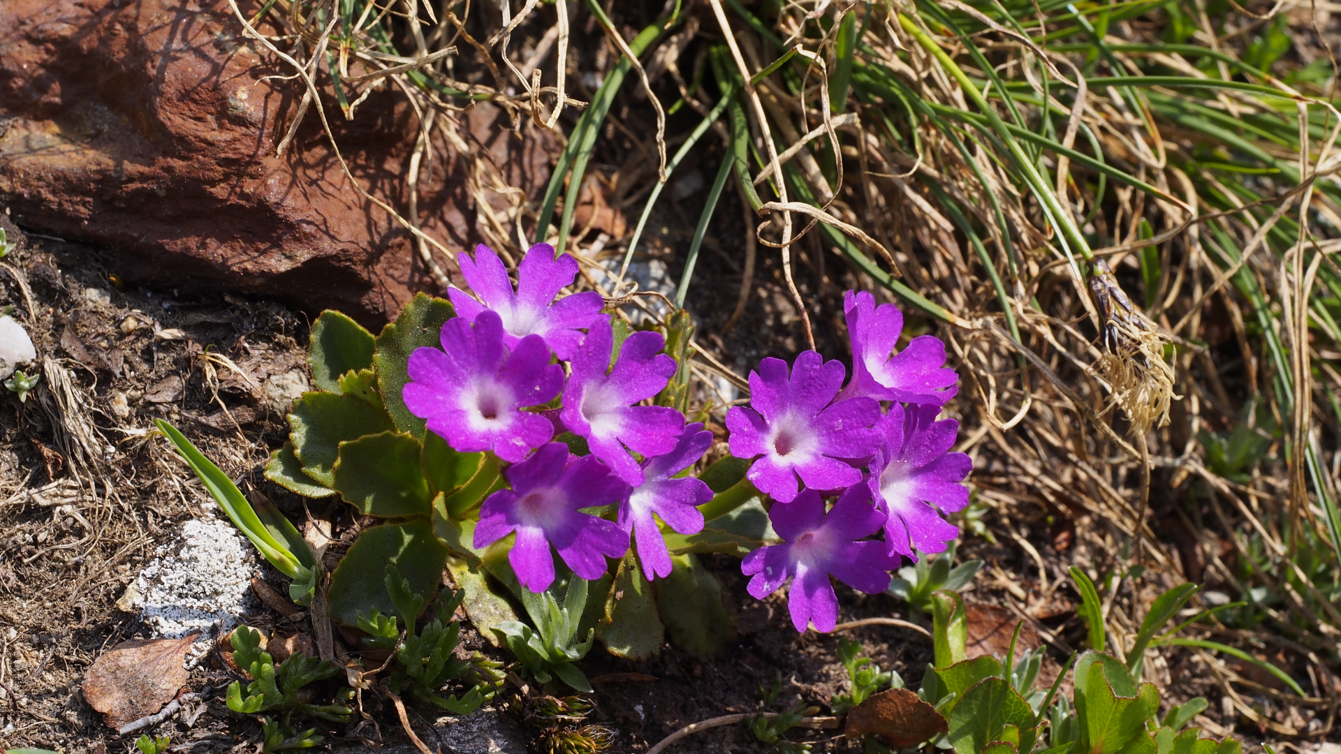 Primula dei ghiacciai