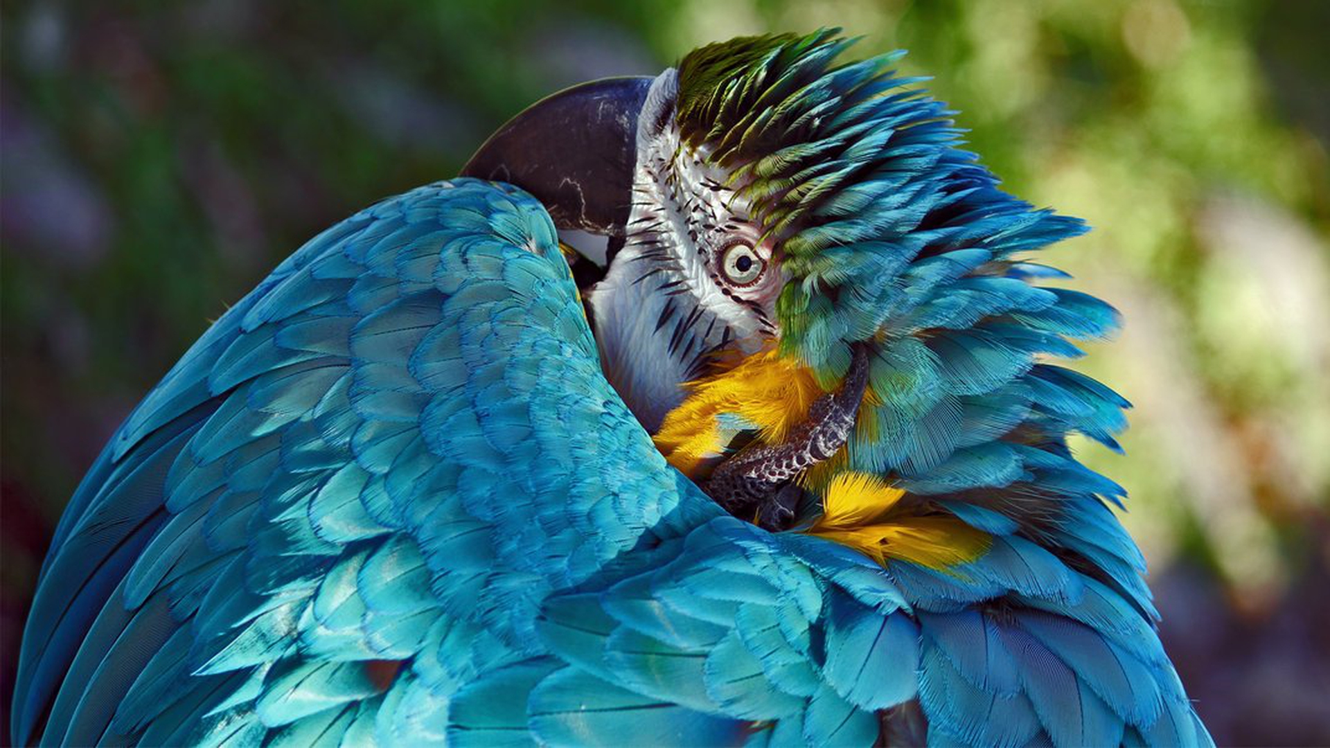 Le 10 foto di natura più belle dell'anno per lo Smithsonian