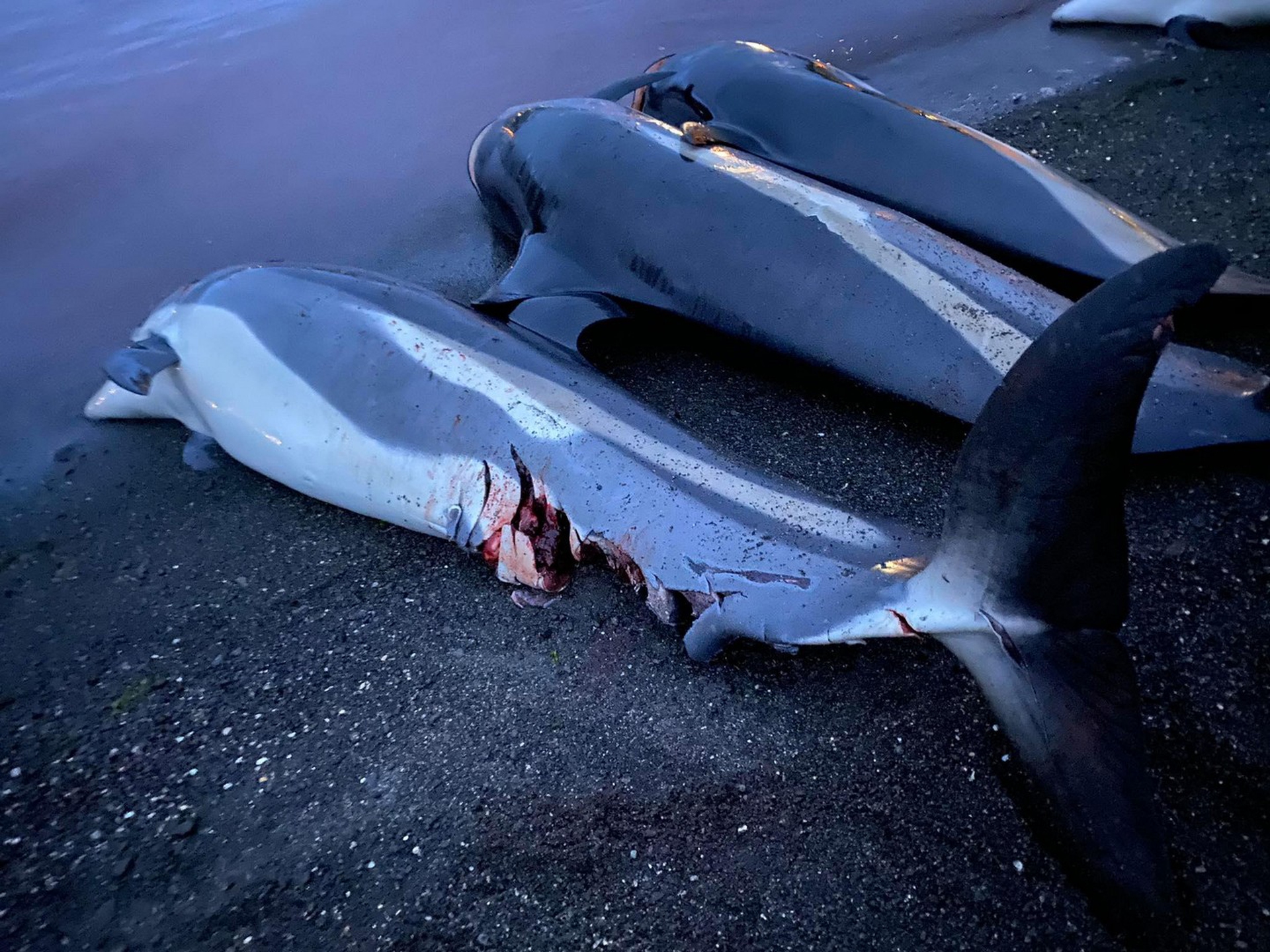 1.428 delfini sono stati uccisi durante una Grindadráp alle isole Faroe
