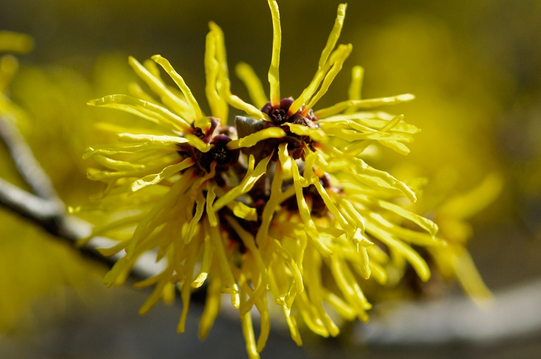 Il giardino dei fiori invernali: 10 piante per tutti i colori - la  Repubblica