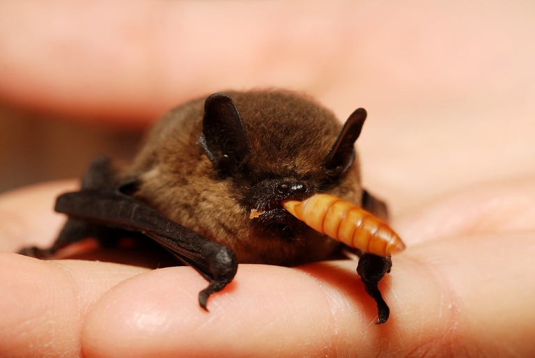 Pipistrello