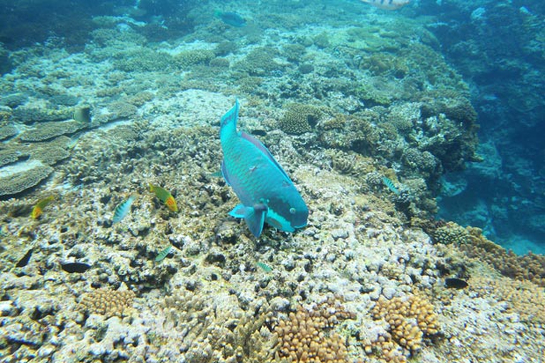Il mega porto sulla grande barriera corallina non si fa_1