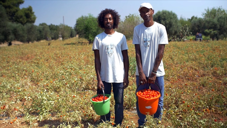 Puglia campi di pomodori L'impero dell'oro rosso
