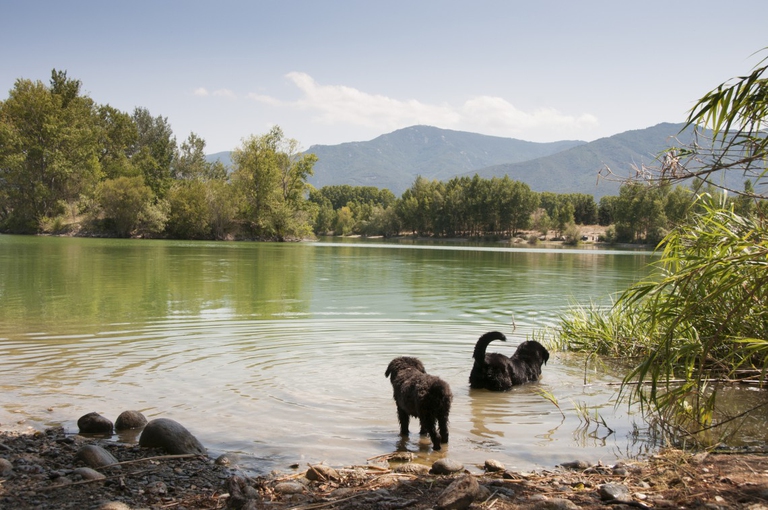 Anche e soprattutto durante le vacanze è importante che i nostri cani - e noi - seguiamo regole di bon ton per una sana convivenza