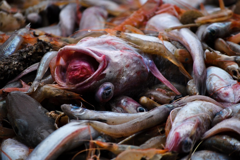 Pesci morti su un peschereccio sardo