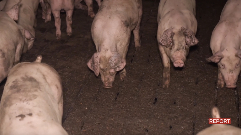 allevamenti intensivi