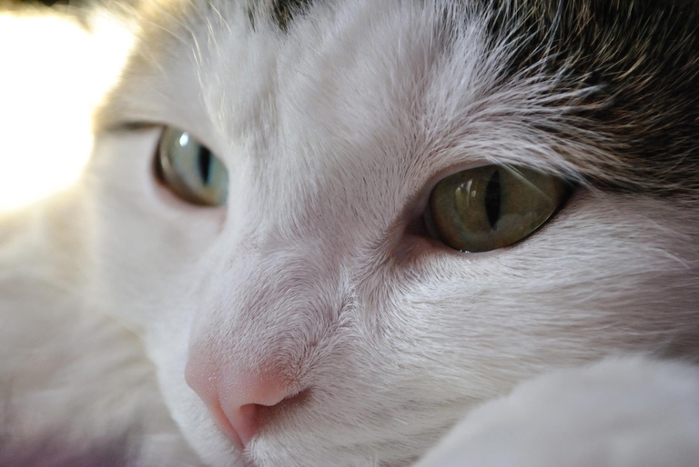 Lanima-gemella-si-adotta-2