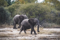 Il governo dello Zimbabwe venderà le licenze per cacciare 500 elefanti