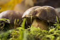 Funghi, esseri misteriosi del bosco: proprietà, tipi e idee in cucina