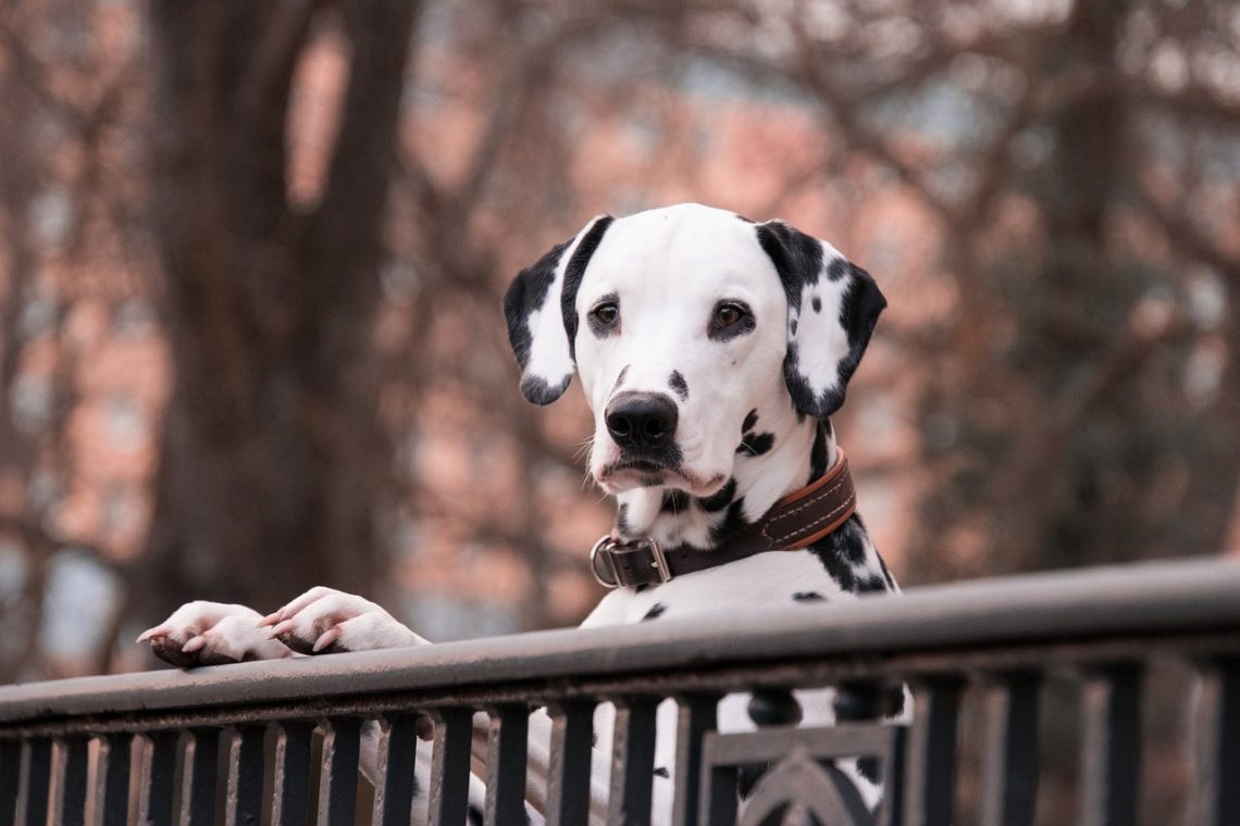 Un cane dalmata corre per un campo con le orecchie che sventolano in aria