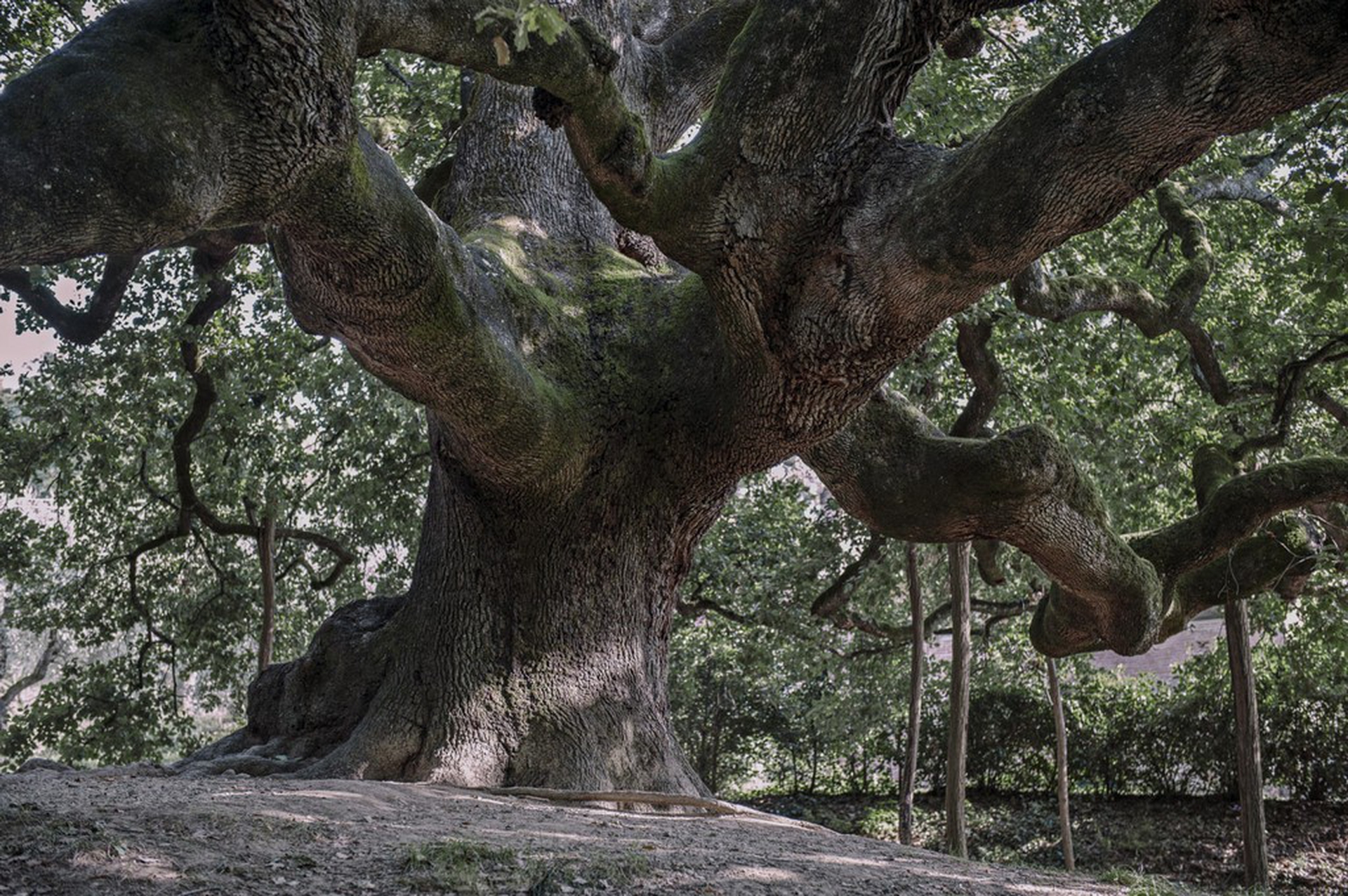 Calendario 2018 Amani, luglio
