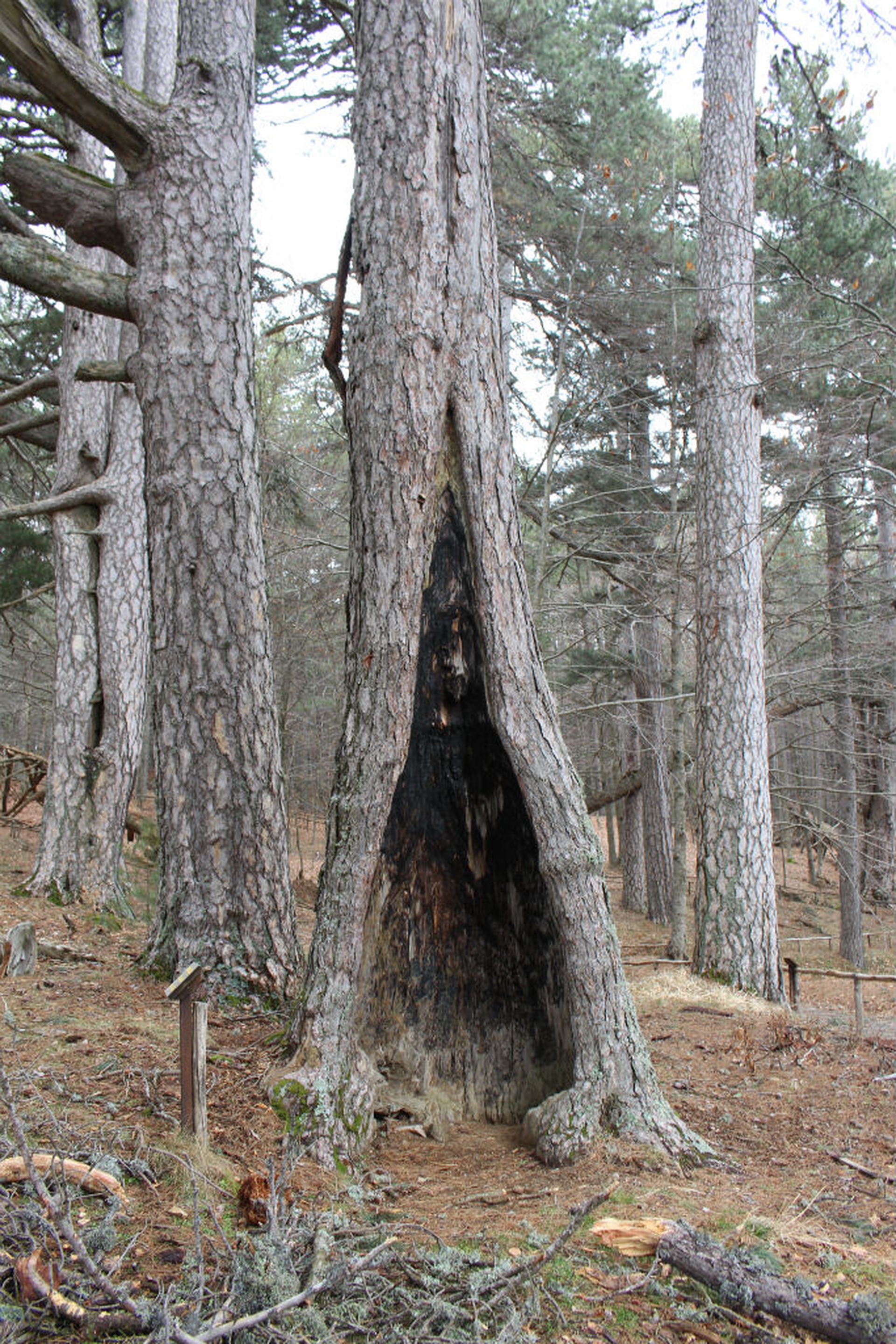 I giganti di Fallistro