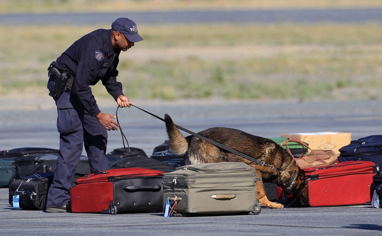 cani che annusano dei bagagli