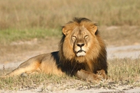 Cecil il leone vive ancora, i suoi cuccioli sono stati adottati dal rivale
