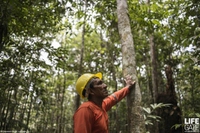 La deforestazione torna a crescere in Amazzonia