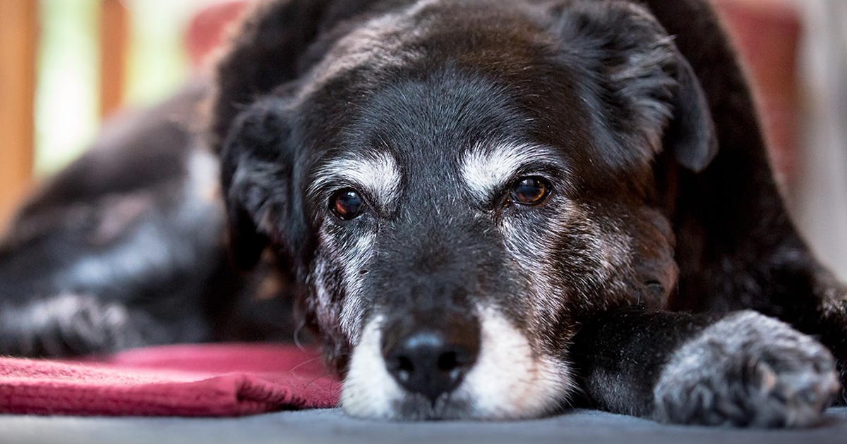 Come si comporta un cane anziano, i consigli per una vecchiaia serena - LifeGate