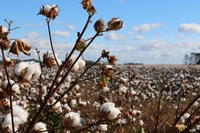 Seed freedom is our right. Monsanto doesn’t and can’t patent seeds in India