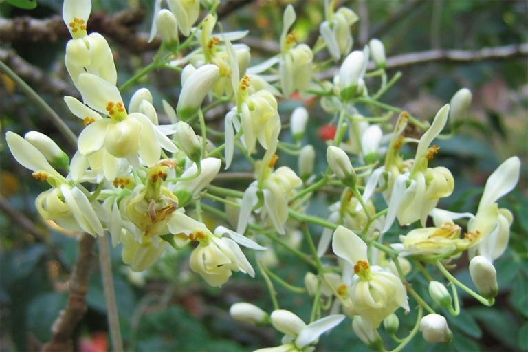 fiori di moringa oleifera