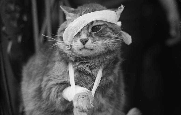 injured cat