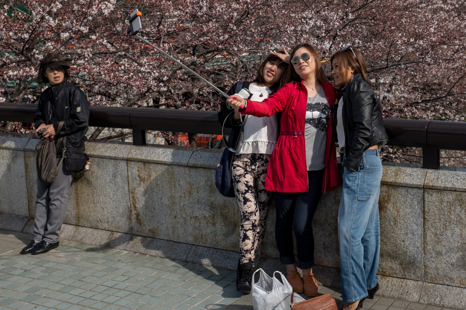 Hanami celebration of the blossoming of cherry trees
