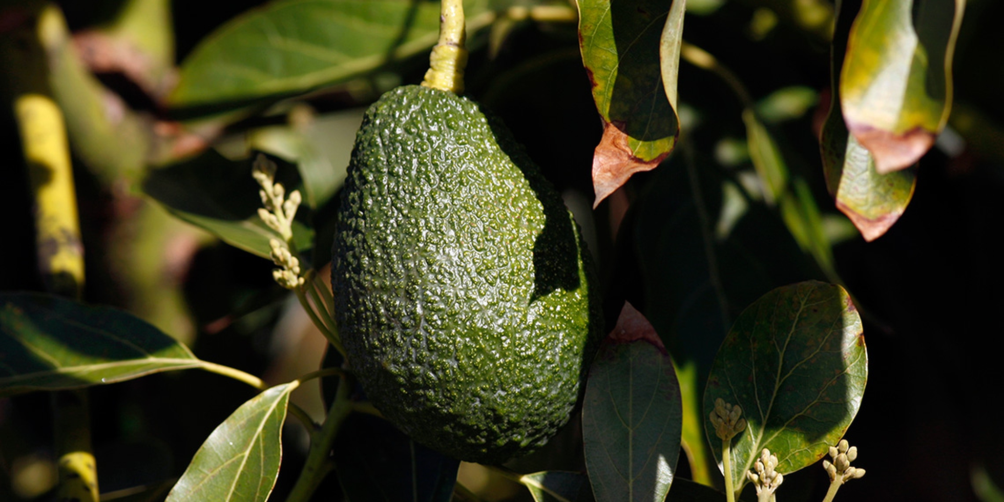 Come Si Mangia L'avocado: Tra Ricette, Caratteristiche E Proprietà