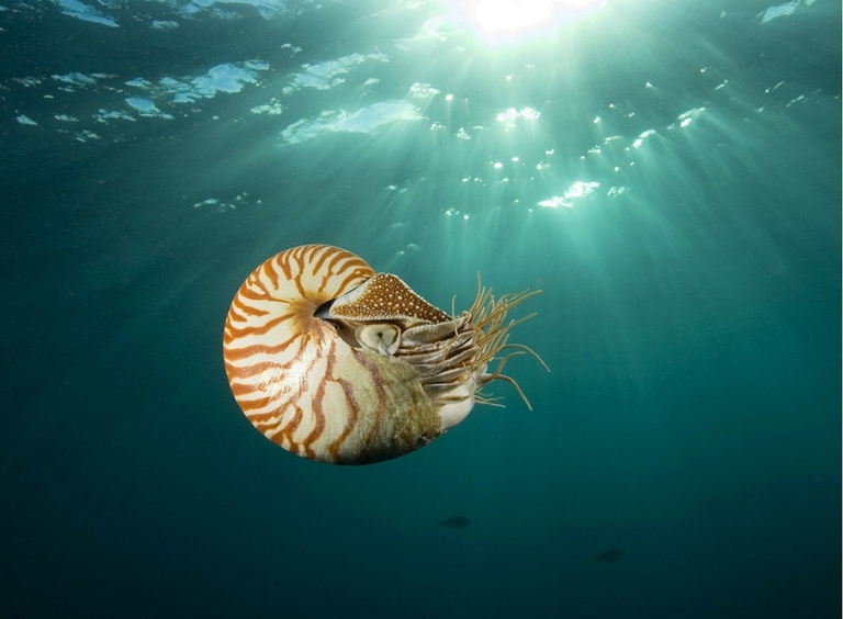 nautilus