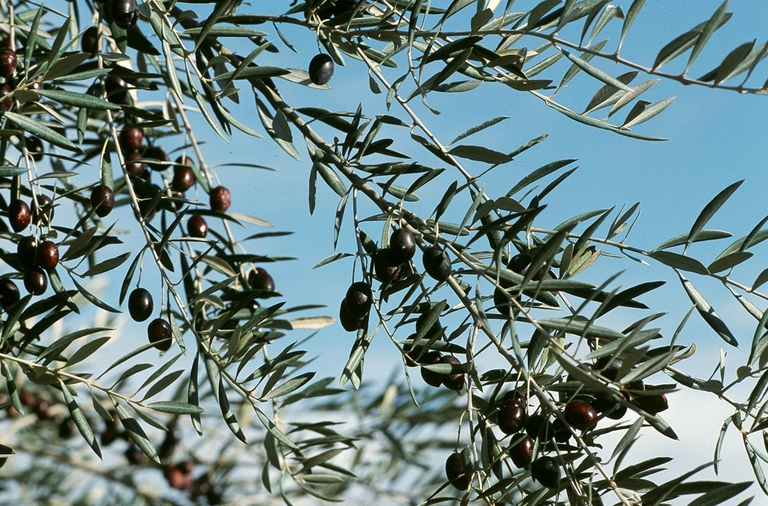 Xylella-2