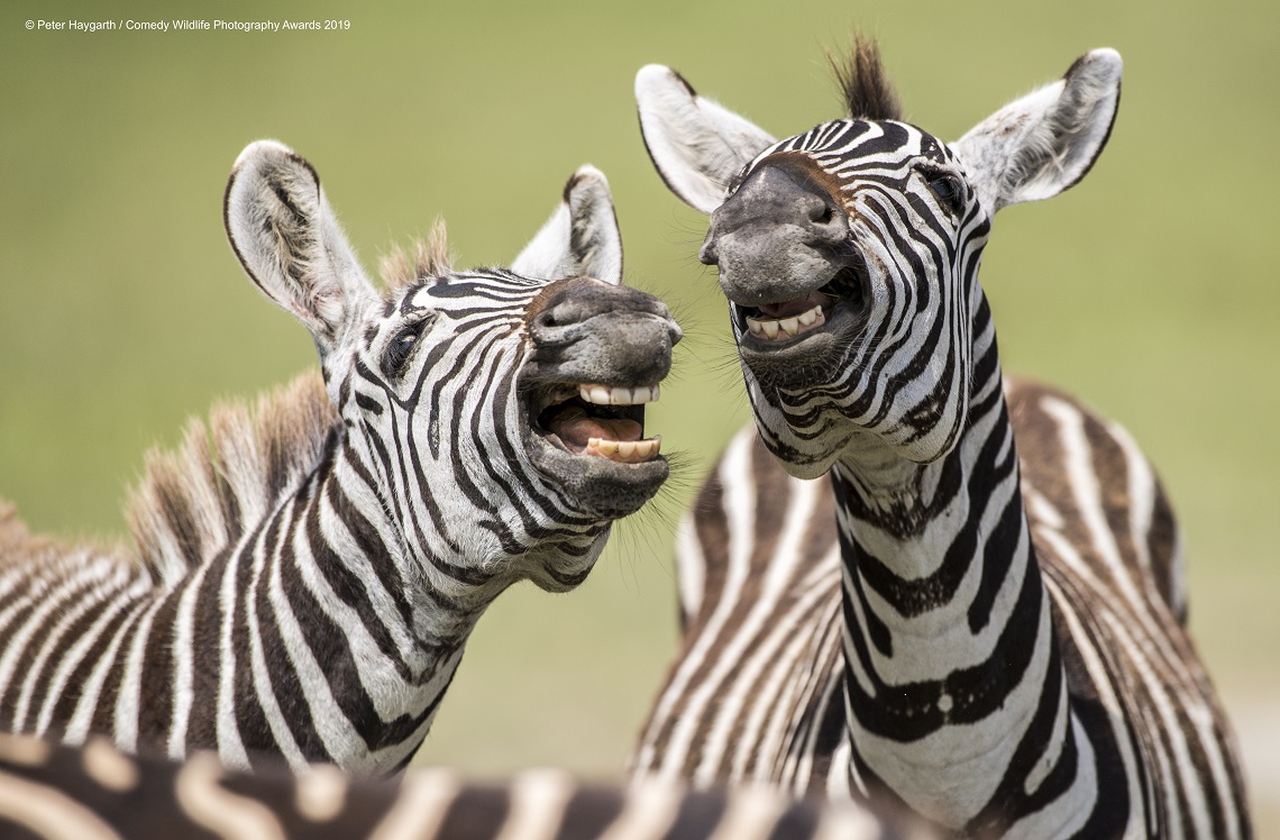Zebra Rindo Animali da ridere, le foto finaliste dei Comedy wildlife photography ...