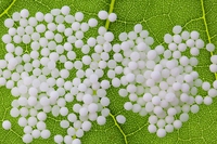 Effetto placebo, l’omeopatia applicata alle piante lo smentisce
