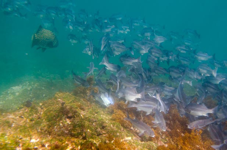 Ecco-quanta-CO2-respiriamo_2