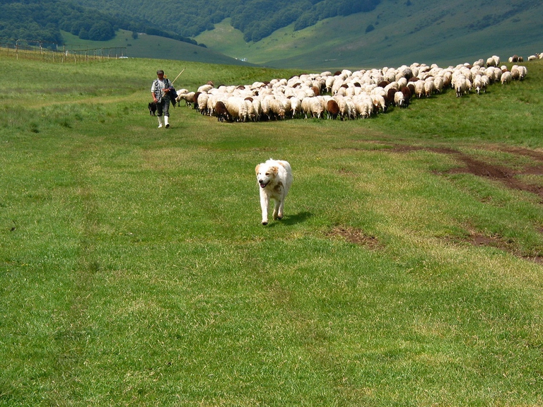 Pastore abruzzese a guardia del gregge