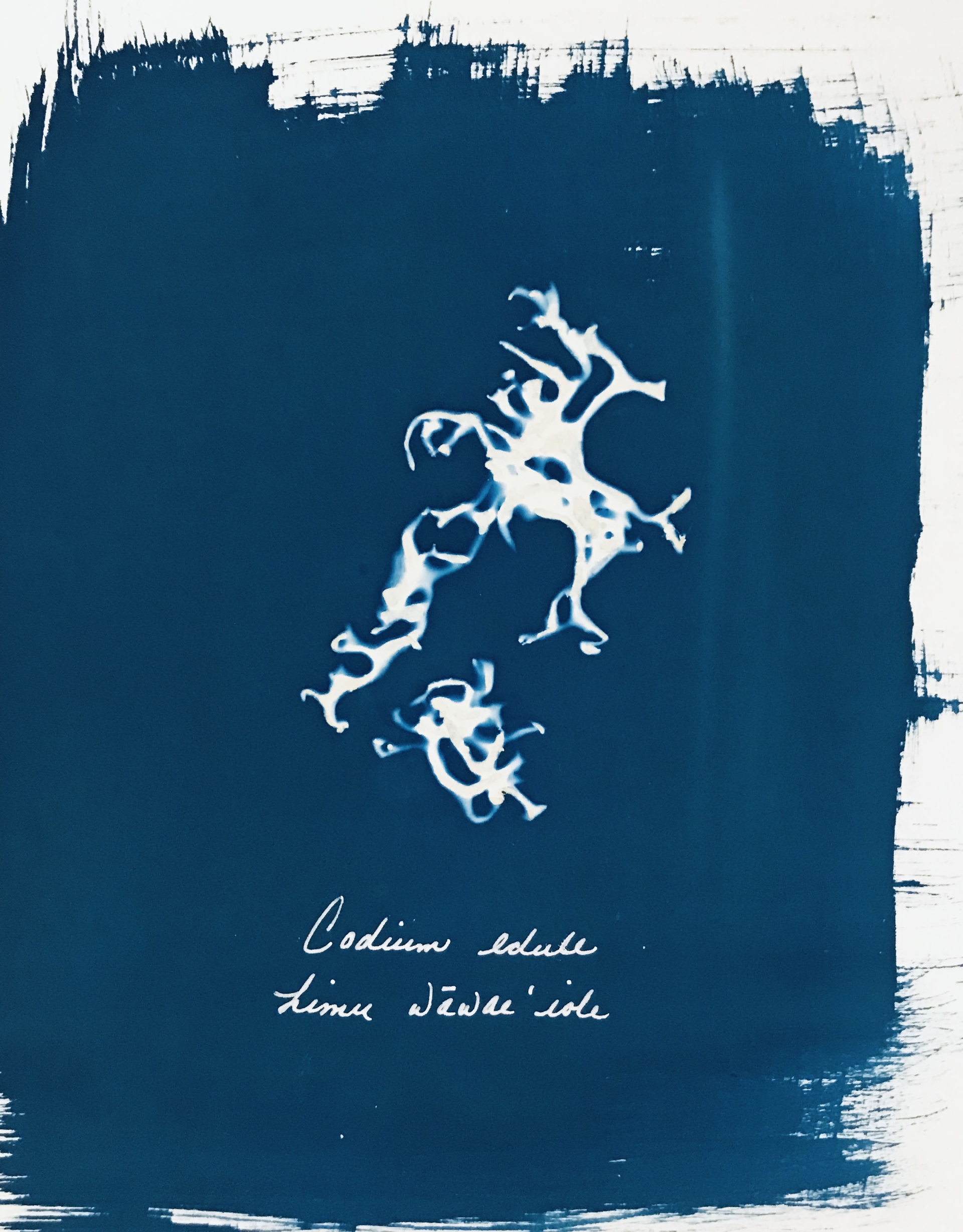 Stampe di alghe Limu con processo cianotipico in mostra all'Honolulu Museum of Art © Gwen Arkin