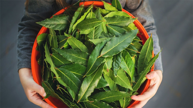 Le foglie di alloro vengono usate anche per infusi e pomate