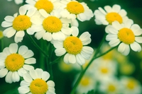 Partenio o tanacetum parthenium. Come sfruttare le sue proprietà contro emicrania e mal di testa