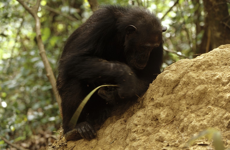 Scimpanzé a caccia di termiti