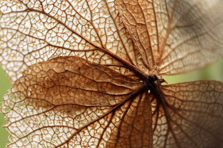 Primo piano di una foglia