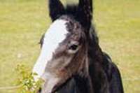 Cavallo. I cinque sensi di Almerin