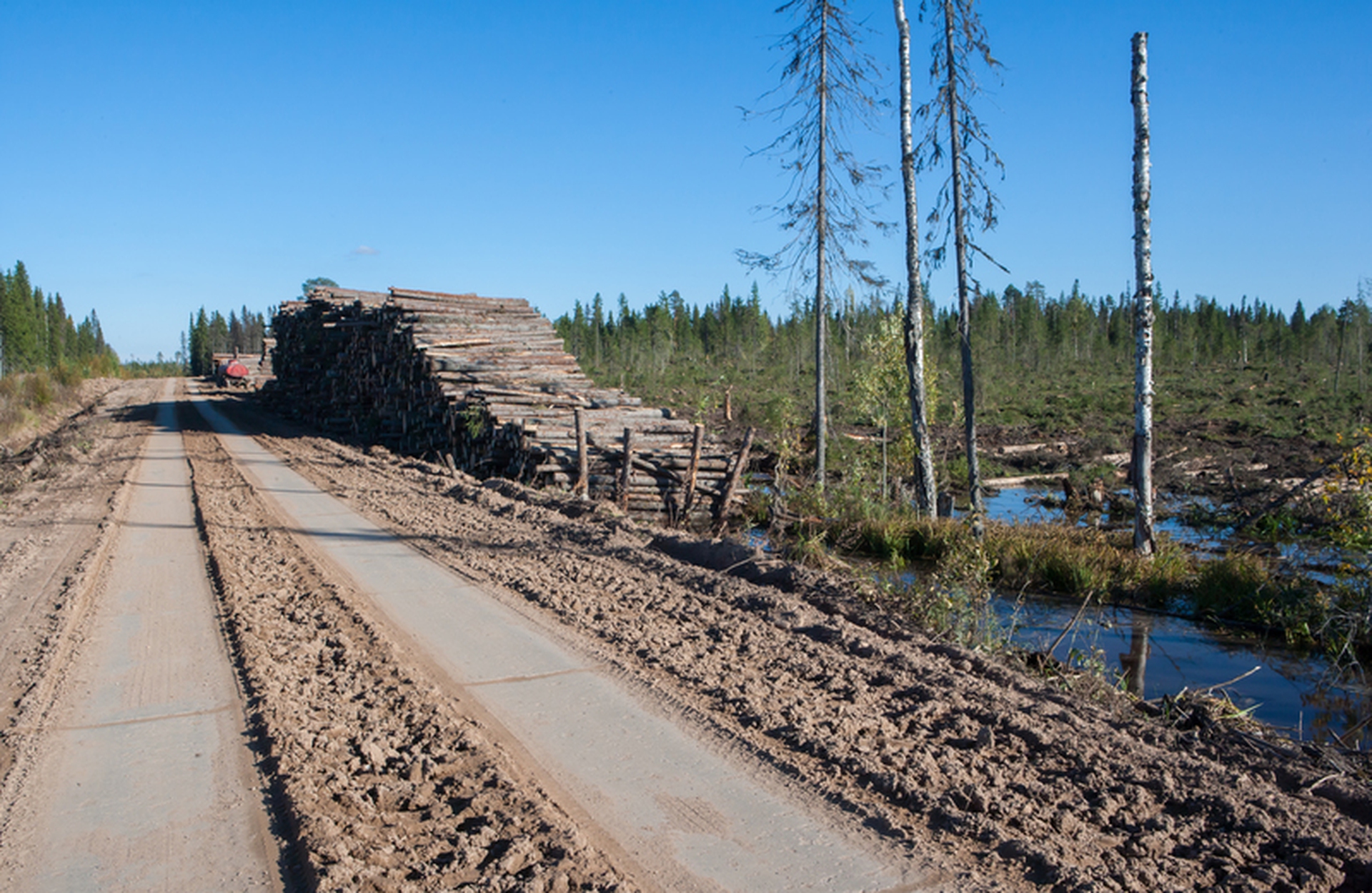 La foresta di Dvinsky minacciata dall'industria del legno
