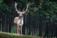 Brescia, nasce l’oasi per il recupero e la cura degli animali selvatici