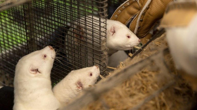 coronavirus, allevamenti di visoni