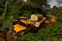 10 cose da fare per salvare le foreste