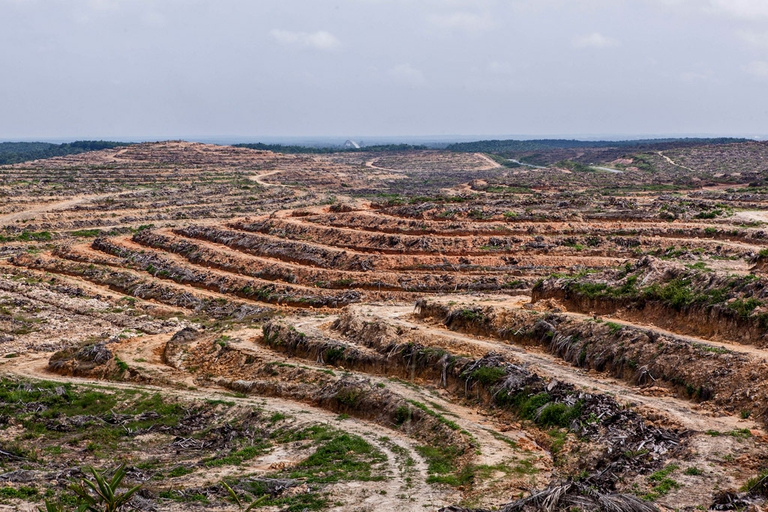 piantagioni-palma-olio