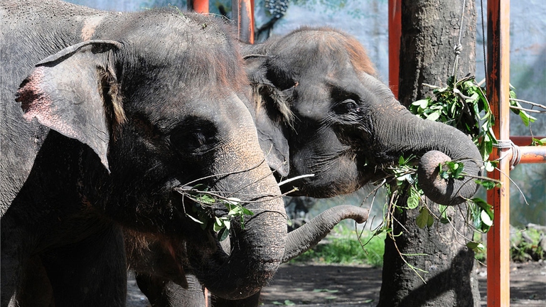 elefanti circhi olanda sistemazione